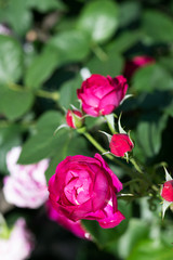 朝の紫色のばらの花のアップ