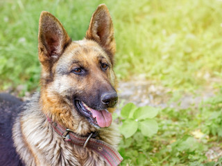 Portrait of dog a breed  German Shepherd close-up on  grass background in field. Copy spase for text_