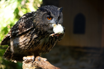 Big eagle owl