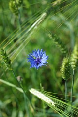 Cornflower