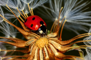    Dandelion seeds close up and ladybug 