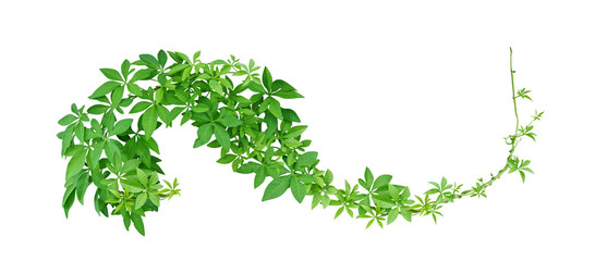 Wild morning glory leaves tropical plant climbing on twisted jungle liana isolated on white background, clipping path included - obrazy, fototapety, plakaty