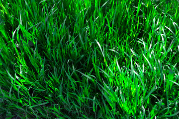 green grass