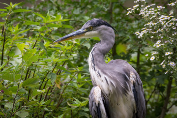 Graureiher im Wald