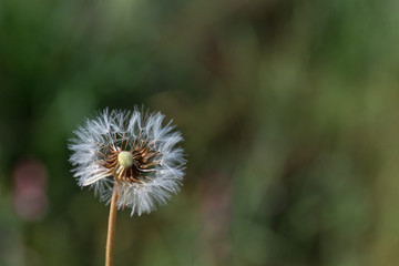 Taraxacum officinale