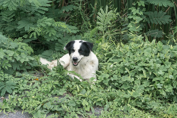 Obraz premium Stray dog resting in the nature looking at the human., dog concept.