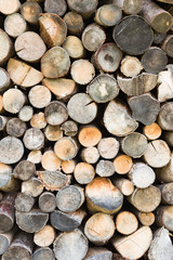 Texture of cut wooden trunks