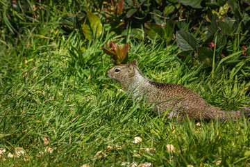 squirrel in the grass with dandilions in spring 3