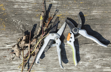Pruning shears and cut branches