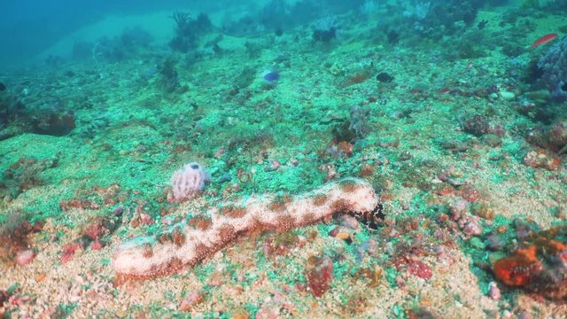 Sea cucumber on the coral reef (Holothuroidea). Philippines, Mindoro.