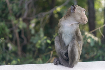 Thai monkey look something at the street in public park. with copy space for text. monkey at the forest.