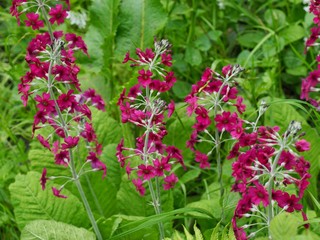 Candelabra Primrose 
