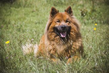 Obraz na płótnie Canvas a chowchow dog lying on the grass watching the horizon