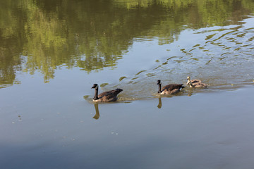 Canada Geese and chicks