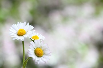 Daisy flower on blurry background