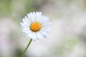 Fototapeta premium Daisy flower on blurry background