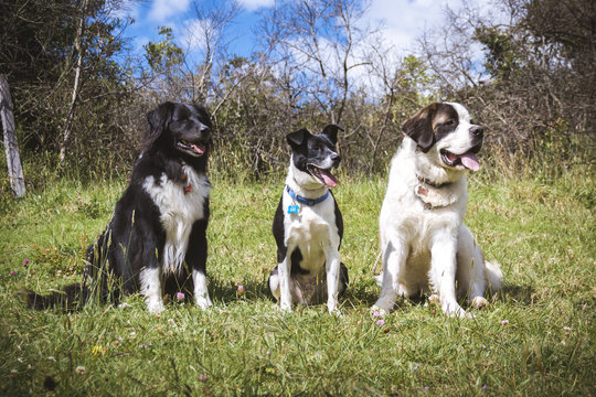  three large dogs with their tongues out sitting on the pasot watching to the right