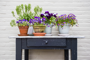 Flowerpots on wooden table with violet flowers with white wall