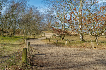 Fototapeta premium Landscape path to Boberger dunes in nature reserve