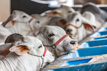 Brazilian Zebu elite cattle in a exhibition park © Paulo Nabas