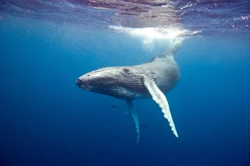 Muurstickers Humpback whale underwater in Caribbean © willtu