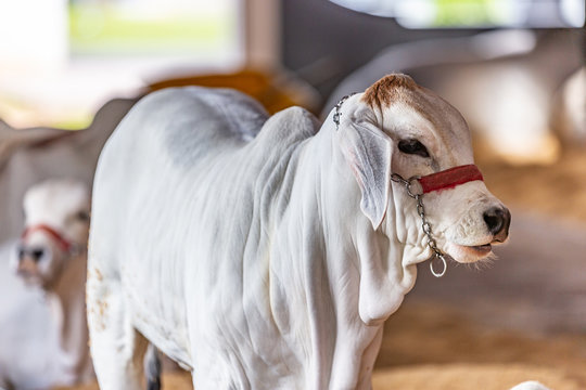 Brazilian Zebu elite cattle in a exhibition park