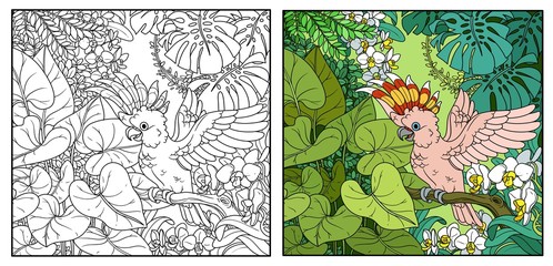 Wild jungle with Major Mitchell's Cockatoo opens wings color and black contour line drawing for coloring on a white background