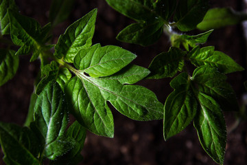 growing vegetables in the apartment. Tomat Sprouted plant sprouts