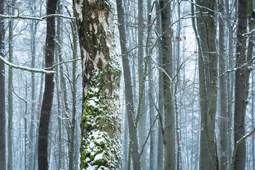 Fototapeta premium Birke im Winter