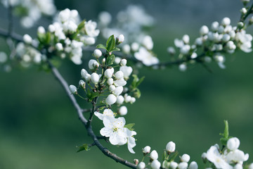  blossoming branch close-up. Spring Garden of flowering apricots. Spring blossom