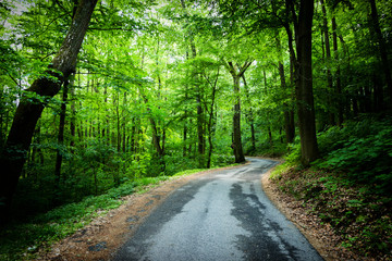 Road in summer forest