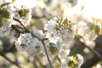 flowers on the branches of a tree cherry spring