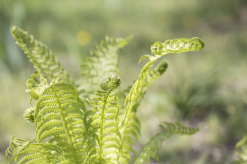 Fototapeta na wymiar Curly navy fern frond in spring forest with sunrise as natural foliage pattern background