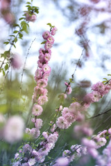Spring natural background with pink flowering spring blossom, green lawn.