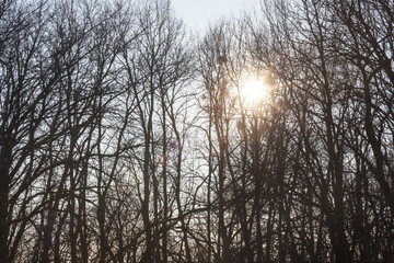 Bare trees against the shining sun