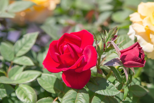Red rose in a summer garden.