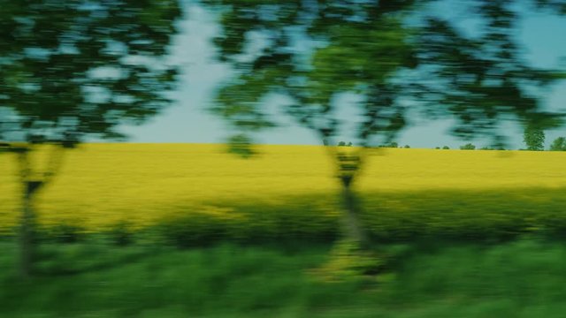 Go along the flowering yellow rape field - raw materials for biofuels. View from car window