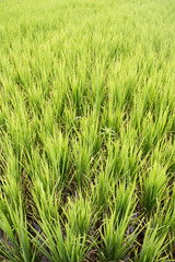 Rice plant on a very green meadow