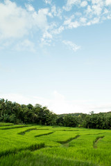 The rice terrace
