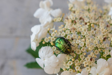 Nahaufnahme eines Maikäfer auf Blüte