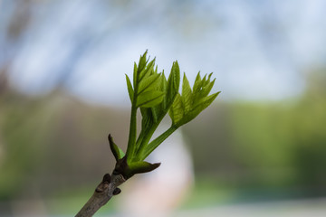 Branches of ash with young leaves. Macro photo with selective focus and blurred background.