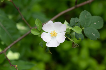 白いバラの花のアップ
