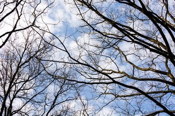 branches of a tree against blue sky