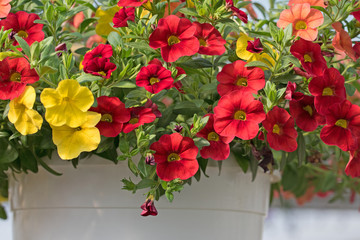 Petunien in Hängeampel