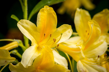 Yellow Flower.