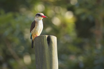 The brown-hooded kingfisher (Halcyon albiventris) sitting on the wooden post with green background
