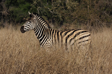 Fototapeta na wymiar The plains zebra (Equus quagga, formerly Equus burchellii) standing in high, dry and yellow grass in savanna with green background