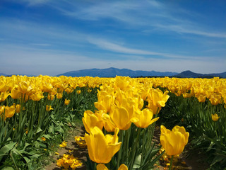 Fototapeta premium Field of yellow tulips in the mountains. Seattle Festival.