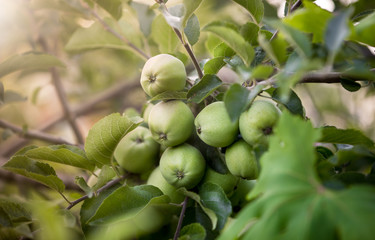 Closeup image of fresh green apples growing on tree at orchard at sunny day