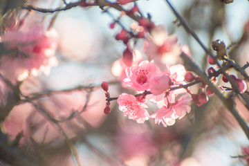 Spring branch with pink flowers on blurry background